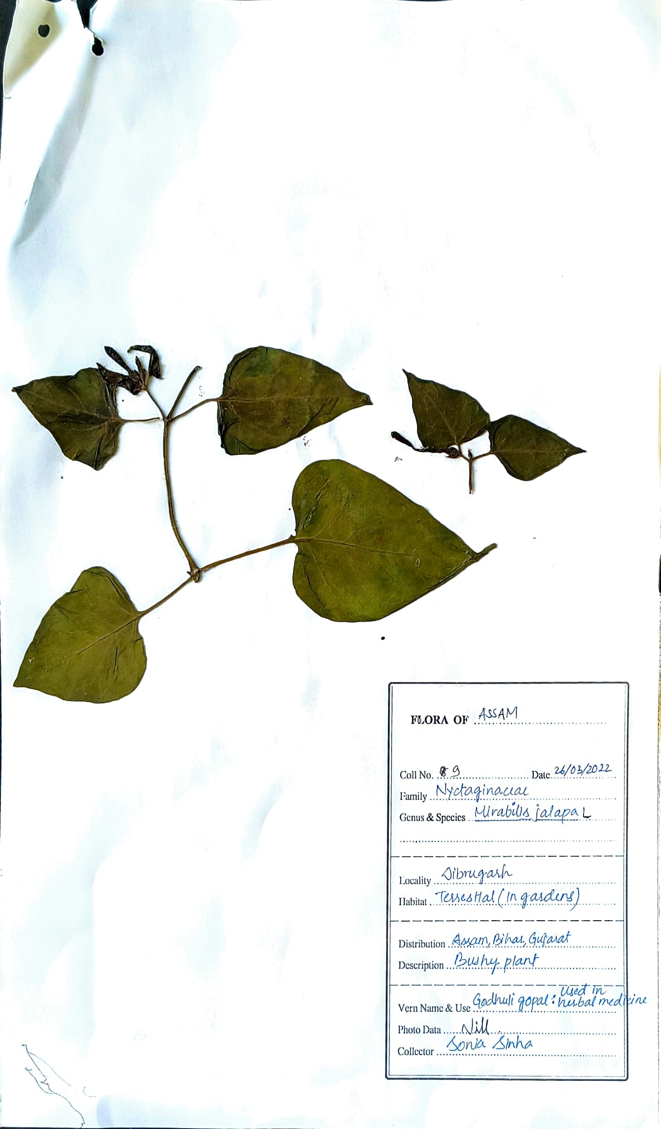 Godhuli Gopal (Ass.) (Herbarium)